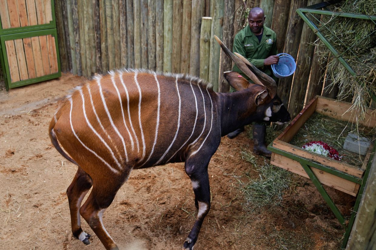 A critically endangered mountain bongo sent from the Czech Republic is fed by veterinarian Robert Aruho at the Mount Kenya Wildlife Conservancy.