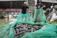 Indonesia targets invasive suckerfish amid ecological, health concerns