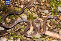 New snake species discovered in south China