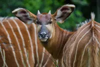 Rare 'Ghost of the forest' antelope is reintroduced into the wild in Kenya