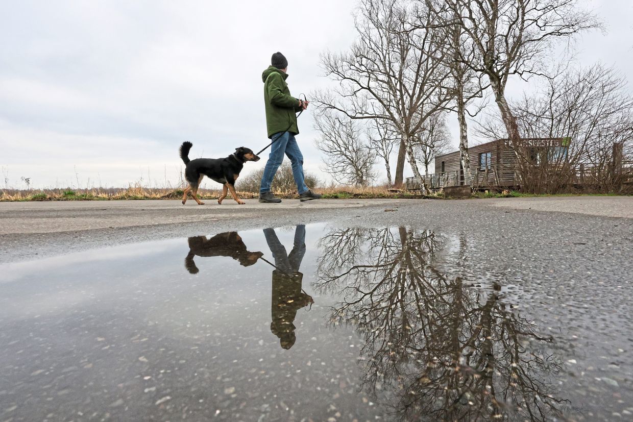 Dogs brains shrank by around half at certain stages during t