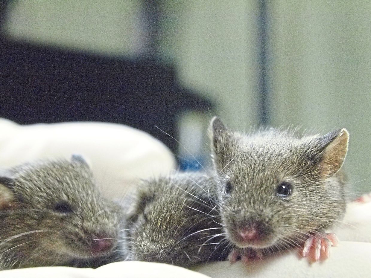 The scientists sequenced the genomes of some of the clones, finding that they had three times more mutations than mice born via sexual reproduction.