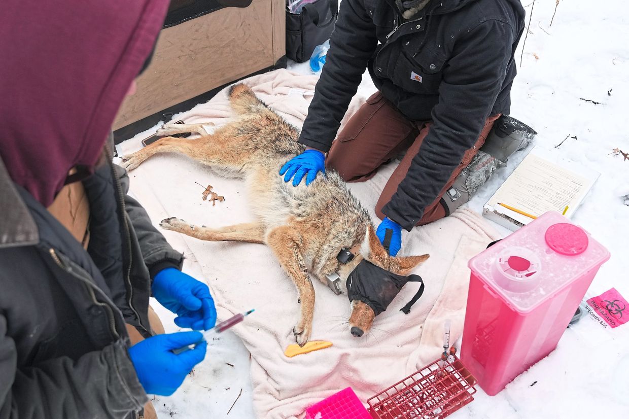 Researchers take blood samples from a sedated female coyote.