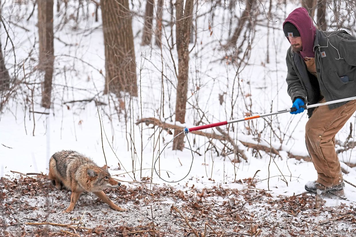 Miller uses a catch pole to subdue female coyote C31F.