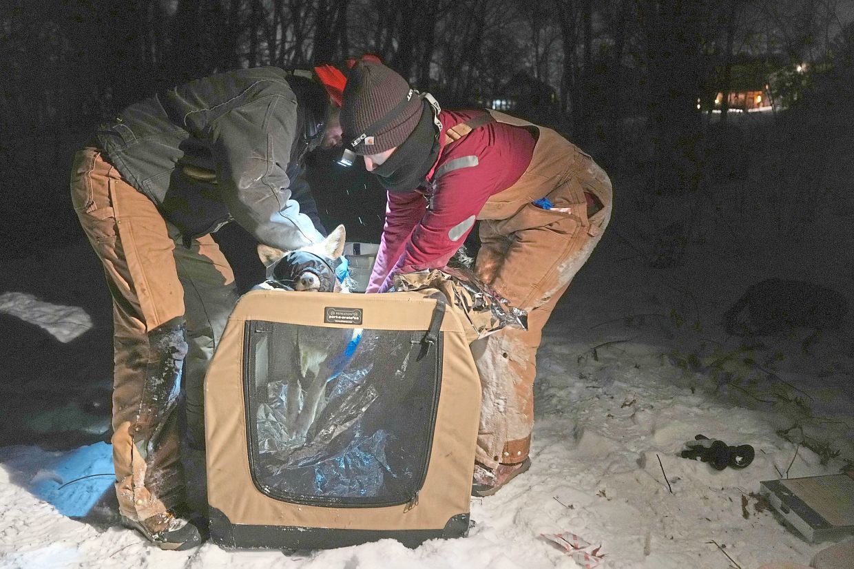 Miller (left) and Danielle Brown warm a coyote they trapped.