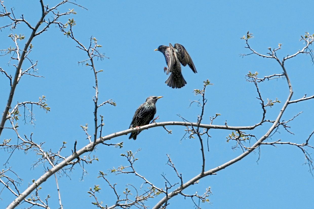 Common starlings are seen on a tree in the Nightingale's Forest.