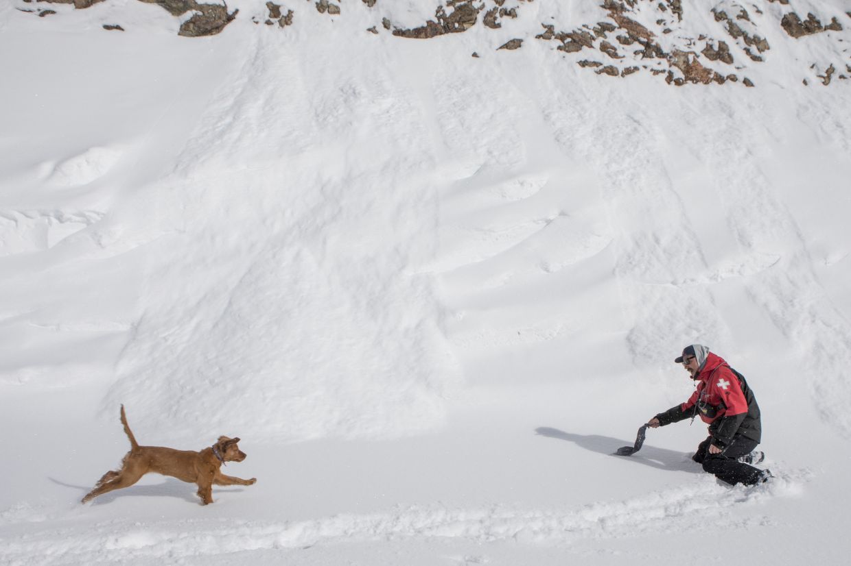 Baggs, a young golden retriever training to be an avalanche rescue dog, works with her owner, Rob Brennan, a Jackson Hole ski patroller, at the top of the Bridger Gondola at Jackson Hole Mountain Resort.