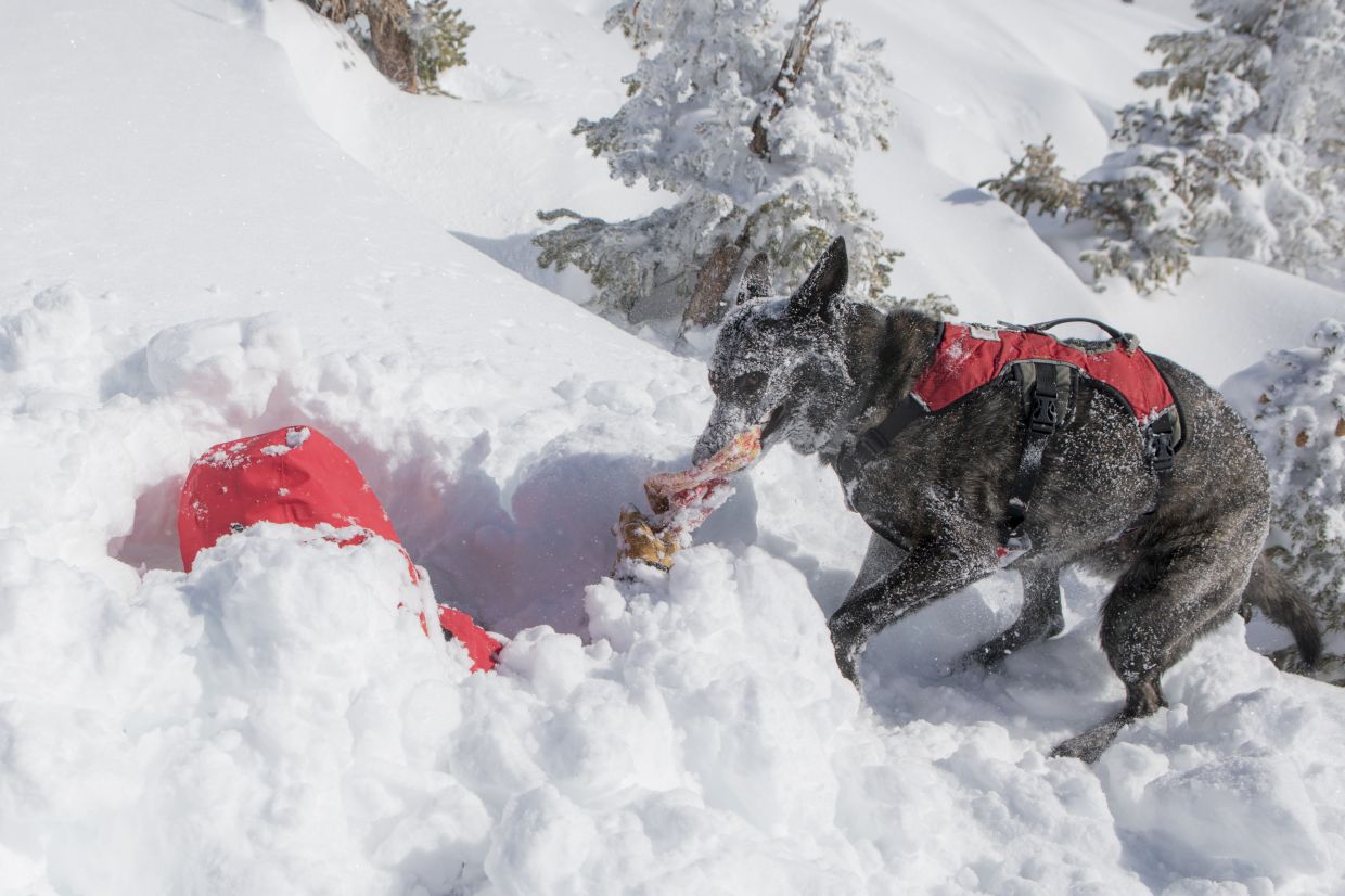 Cache, a 6-year-old Dutch shepherd who became certified as an avalanche dog when she was just 1, digs out the ski patroller Rob Denton during a drill at Jackson Hole Mountain Resort in Teton Village, Wyo., Feb. 21, 2026. For avalanche dogs like Cache, the reward for a successful rescue can be as simple as some time playing with a favorite toy. (Amber Baesler/The New York Times)