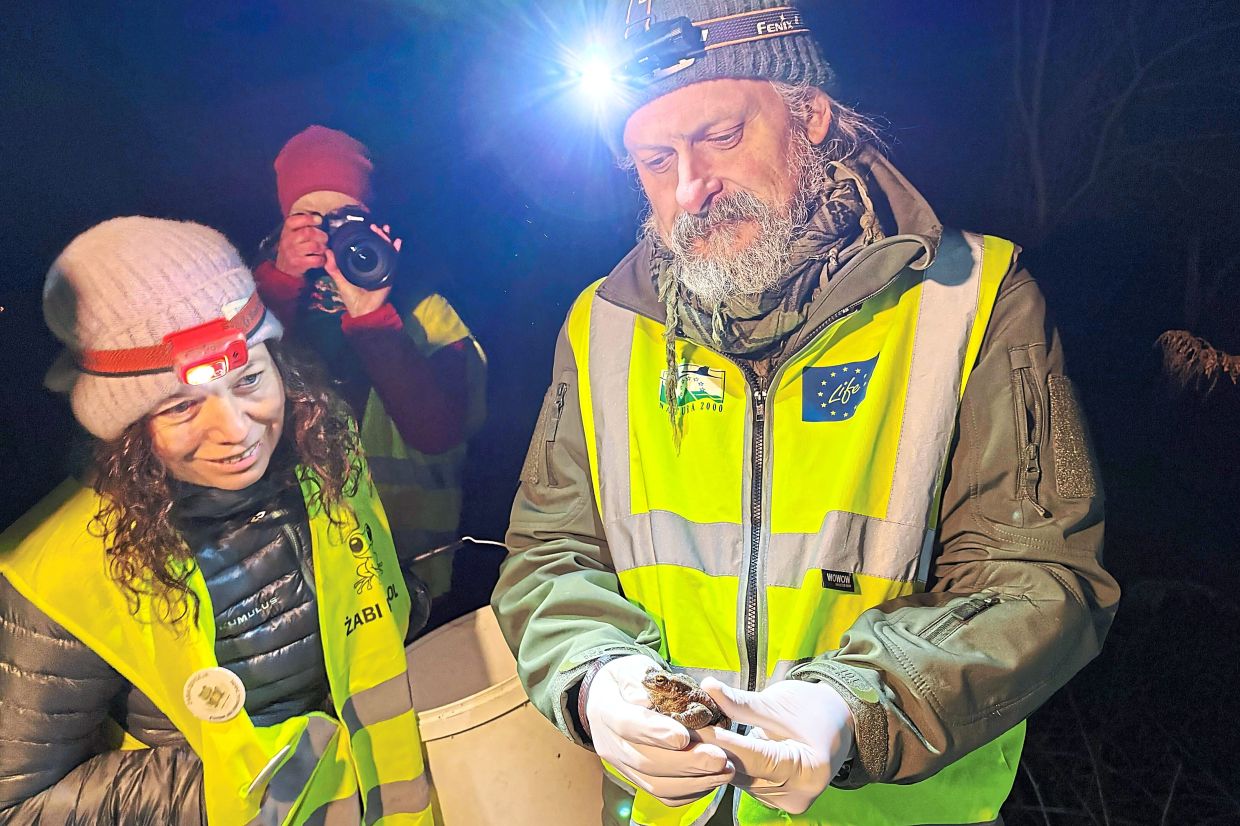 Jacniacka (left) and Klimaszewski examine a common toad during a 'Frog Patrol'.