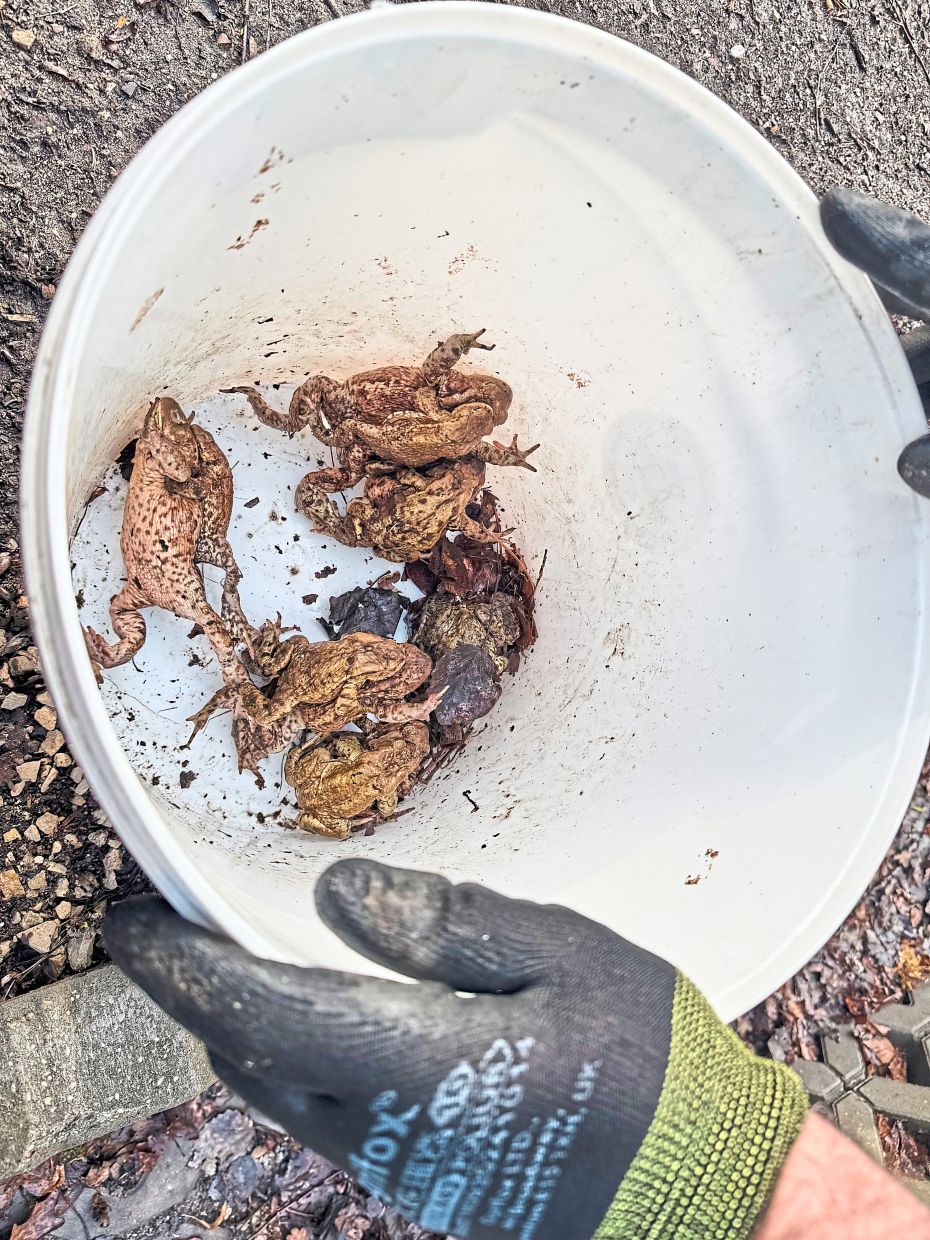 Toads collected in a bucket after rainy weather before they are transferred to a pond.