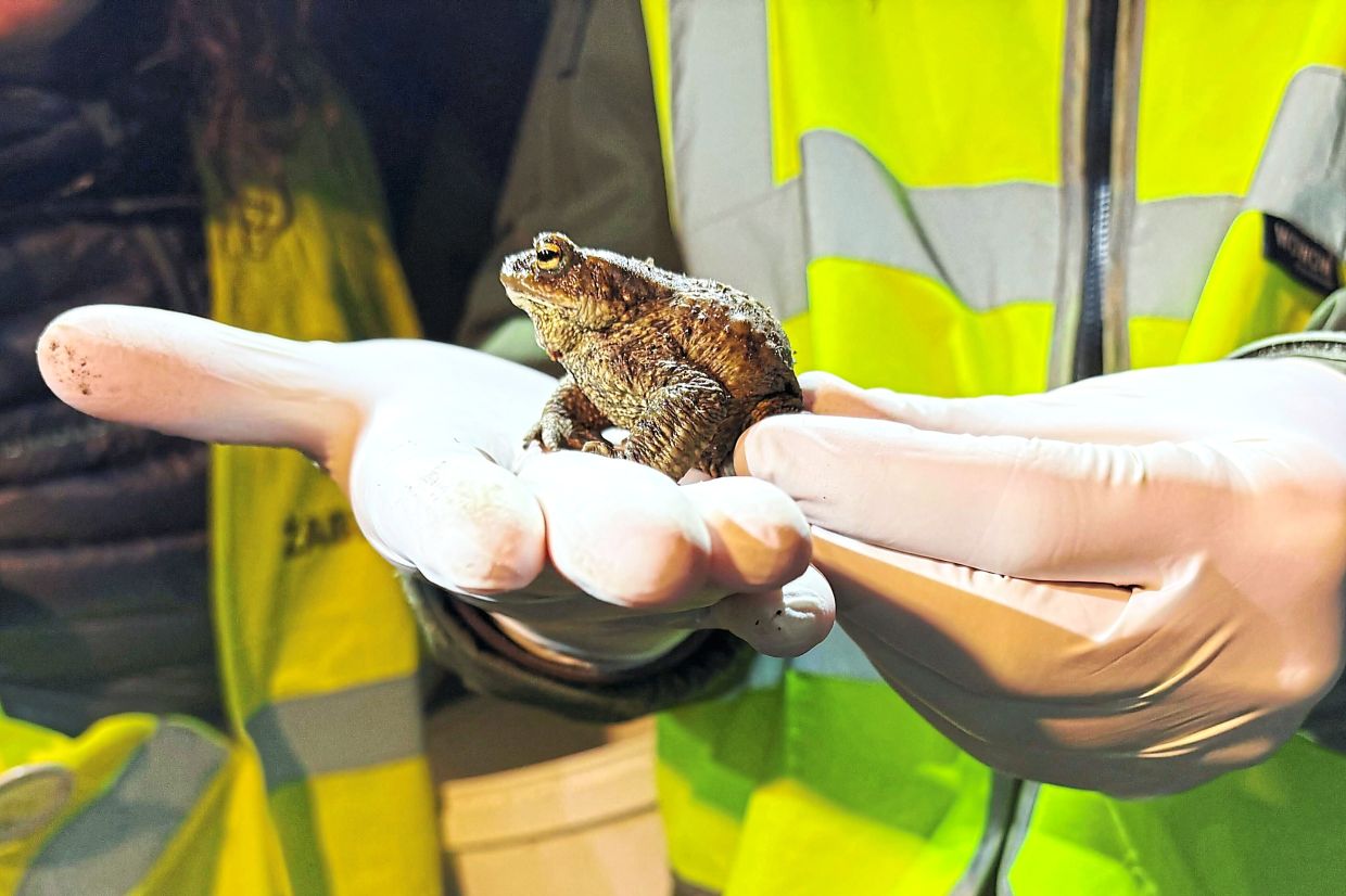 Klimaszewski holds a common toad.
