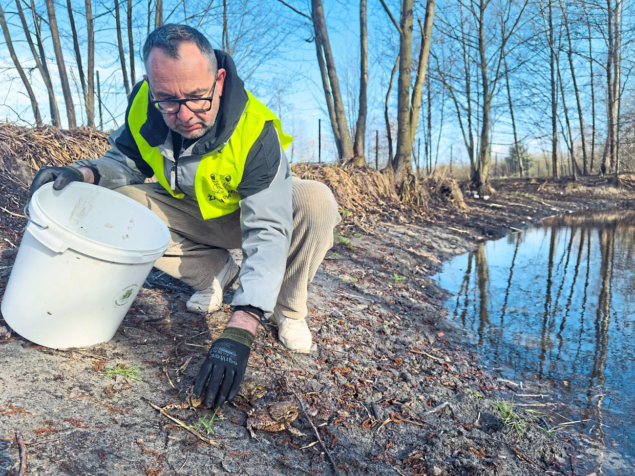 Franczuk, a local Frog Patrol coordinator, releases toads into a pond.