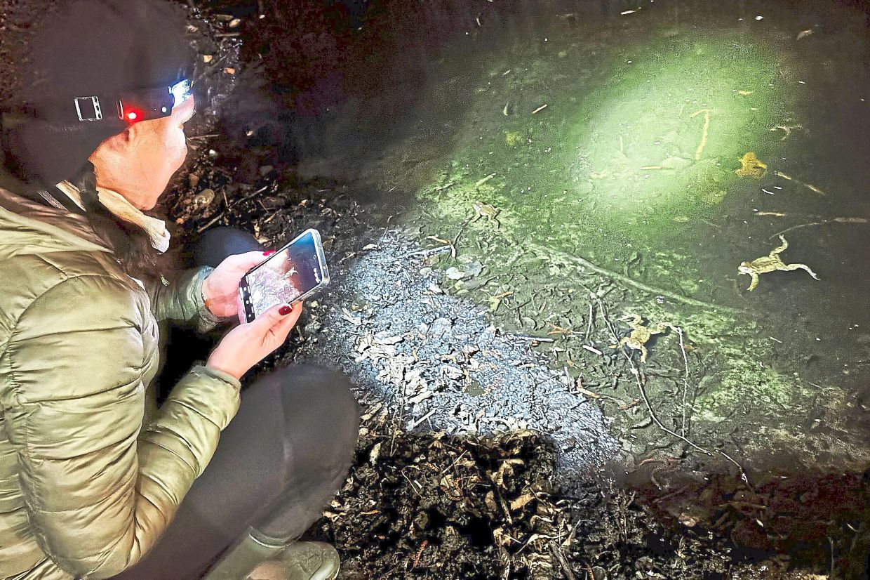 A participant in a 'Frog Patrol' looks for toads and frogs in the marshes.