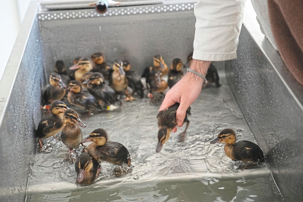 Baby ducks being bathed at the Wildlife Veterinary Hospital.