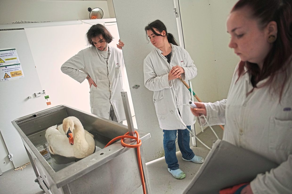 The hospital is mostly financed by donations from individuals and charities, and relies on volunteers to help feed and care for the animals.