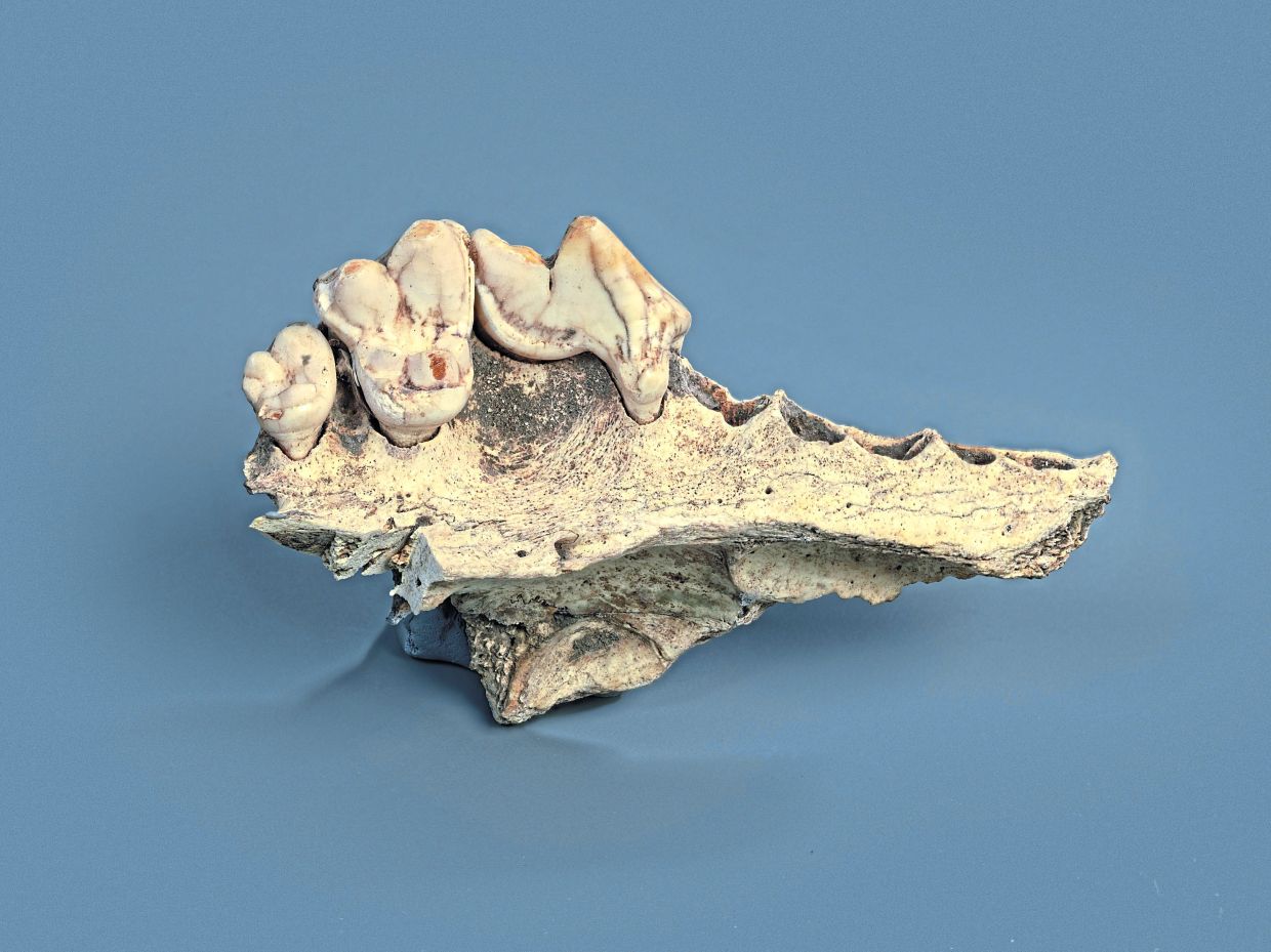 A jaw bone from a domesticated dog from the Kesslerloch cave near Thayngen, Swizterland. — IVAN IVIC/Cantonal Archaeological Service (KASH) of Schaffhausen via The New York Times