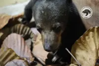A sun bear cub named Sandokan