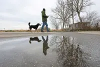 Dogs' brains shrank by half in course of domestication, study shows