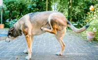 Is your dog constantly scratching? How to spot your pet's skin problems early