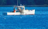 Consumers are lost at sea as seafood sustainability grows more complex