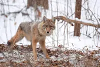 Foxes and coyotes locked in a backyard battle for survival in the US