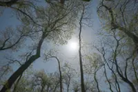 Serbian bird-watching group crowdfunds to buy and preserve woodland habitat