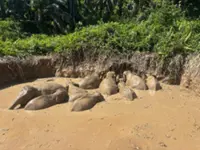 Herd of 11 elephants rescued from abandoned pond in Kinabatangan