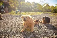 How to keep your dog safe from ticks