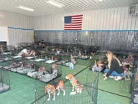 1,500 beagles from a troubled US research facility are getting new homes