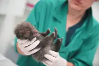 No cuddling: How a wildlife hospital in France keeps rescued animals wild
