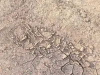 Will it rain? In Kenya's Turkana region, they use goat guts to predict the weather