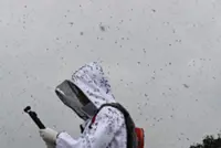 Lovebugs to swarm South Korea earlier and in large numbers in 2026; Seoul to test rose-scented traps