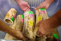 Thai police arrest nine in the largest ivory seizure in a decade