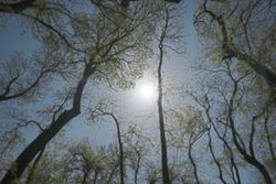 Serbian bird-watching group crowdfunds to buy and preserve woodland habitat