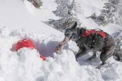 US mountain resort trains dogs to rescue humans trapped in an avalanche