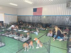 1,500 beagles from a troubled US research facility are getting new homes