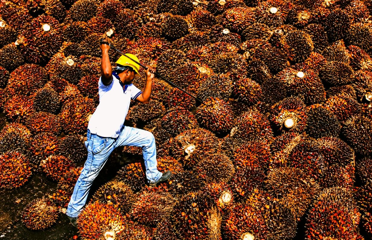 In its April industry performance report, MPOB said crude palm oil (CPO) stocks also increased 0.54%, or 6,844 tonnes, to 1.26 million tonnes in April from 1.25 million tonnes the preceding month.
