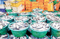 Myanmar fishery exports exceed 10,000 tonnes in April
