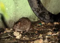 Ulu Bendul eco park closed temporarily over suspected leptospirosis cases