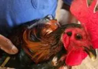 Bukit Aman, Sabah vet dept seize fighting cocks worth RM530,000 in Sandakan