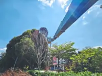 MBSJ blitz on high-risk trees
