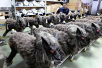 ‘Monster Wolf’ bytes back at bears, pests