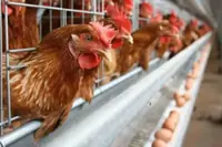 Teo Seng to expand premium egg portfolio as net profit slows