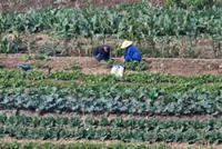 Expert: Rein in food inflation by rebalancing land use
