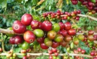 Vietnam agro giant to invest US$50mil in coffee plantation in southern Laos
