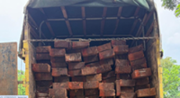 Indonesian police foil two separate cases of illegal logging in Riau