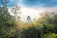 Penang state govt must scrutinise forestry bill adoption to safeguard state autonomy, says assemblyman