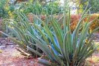 Succulent that flowers once in decades-long life blooms in Japan