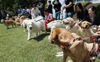 Blood donor dogs honoured by South Korean varsity