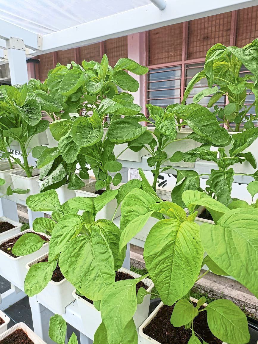 The hydroponic crops planted in SK Sungai Lui is fertilised by compost processed from food waste. Photo: Nur Shafura Ramli
